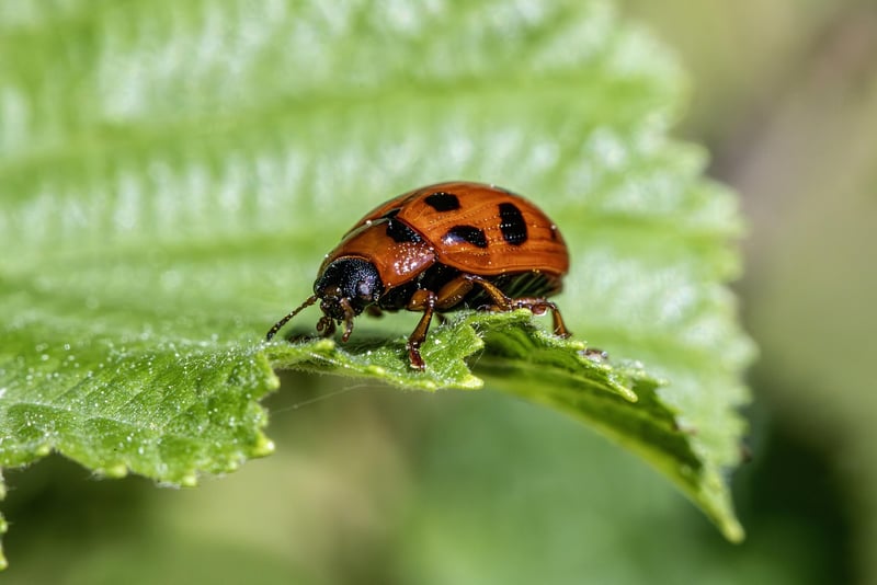 Natural Pest Control